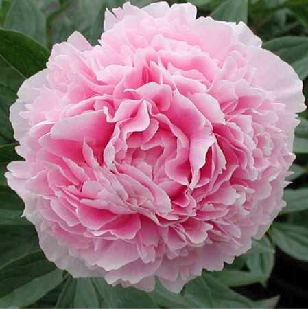 Illatos bazsarózsa rózsaszín 'Sarah Bernhardt' 