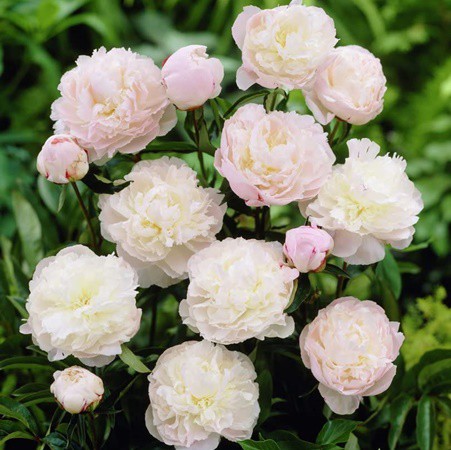 Illatos bazsarózsa rózsaszín-fehér 'Shirley Temple' 