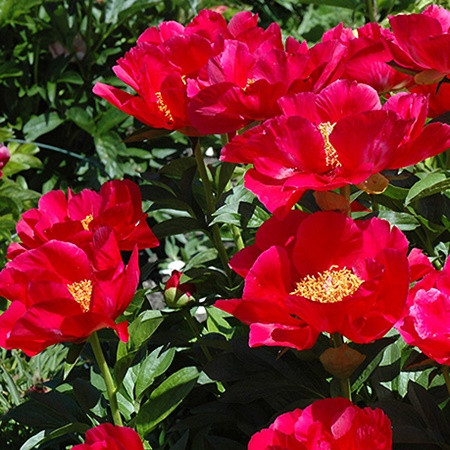 Illatos bazsarózsa 'Blaze'