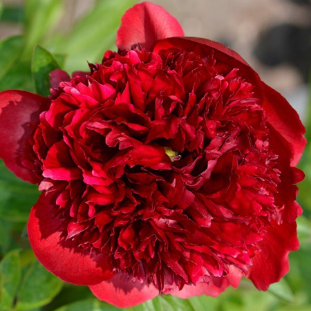 Illatos bazsarózsa 'Red Grace'