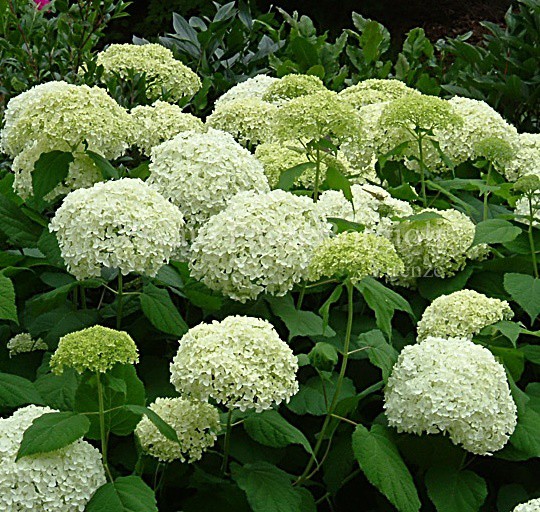 Cserjés hortenzia 'Annabelle'