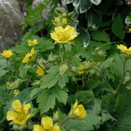 Erdei berkipimpó 'Waldsteinia'