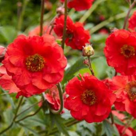 Gyömbérgyökér 'Grande Rosso'