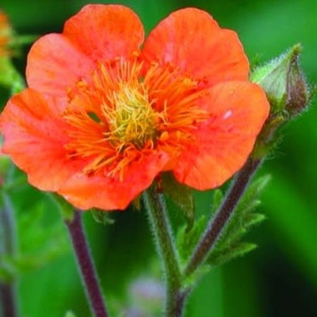 Gyömbérgyökér 'Orange Queen'