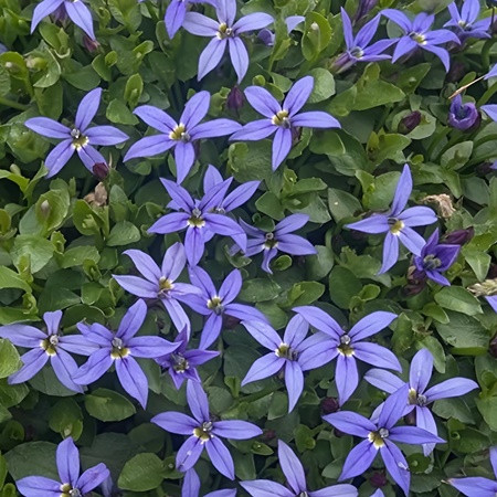 Halvány harangszirom 'Dark Blue'