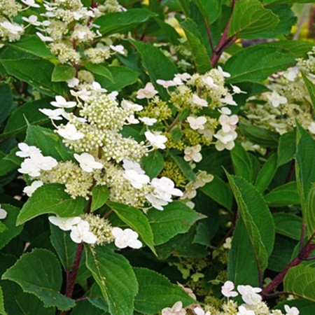 Bugás hortenzia 'Early Harry' 