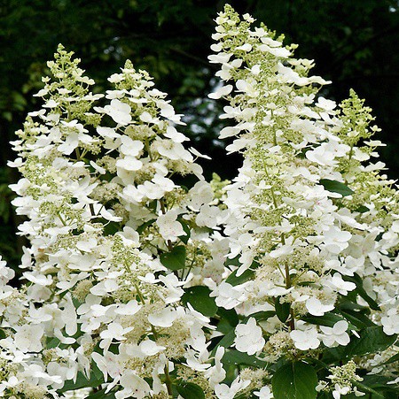 Bugás hortenzia 'Floribunda'