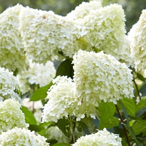 Bugás hortenzia 'Limelight' 