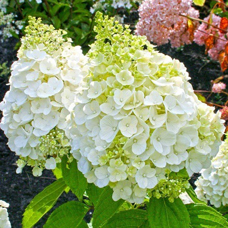 Bugás hortenzia 'Mount Blanc'