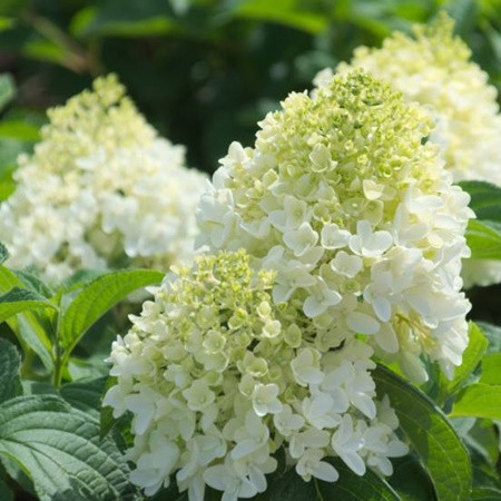 Bugás hortenzia 'Magical Andes'