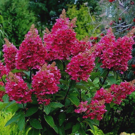 Bugás hortenzia 'Vesuvio'