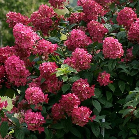 Bugás hortenzia 'Magical Fire'
