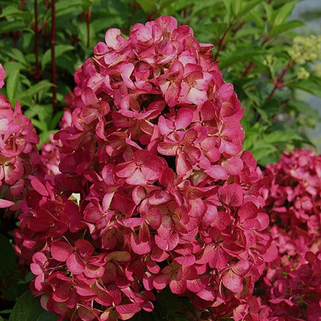 Bugás hortenzia 'Wim's Red' 