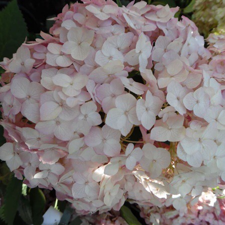 Cserjés hortenzia 'Candybelle Bubblegum'