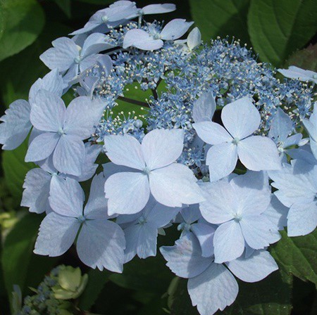 Fűrészeslevelű hortenzia 'Blue Deckle'