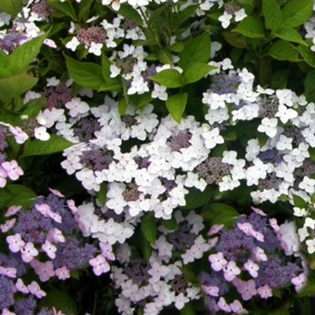 Kerti hortenzia 'Cloudi' hibrid