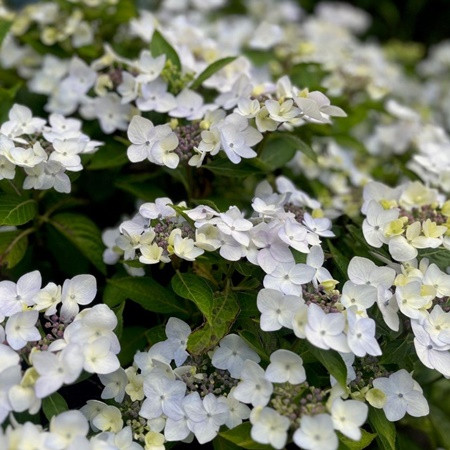Kerti hortenzia 'Cloudi' hibrid 