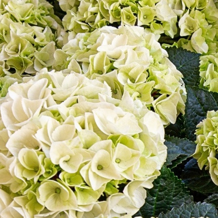 Kerti hortenzia 'Ice Girl'