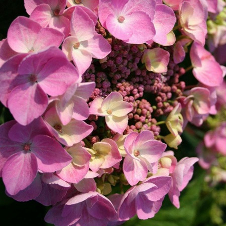 Kerti hortenzia 'Kardinal' 