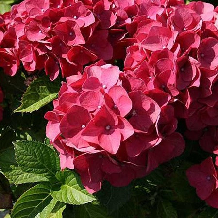 Kerti hortenzia 'Red Baron' 