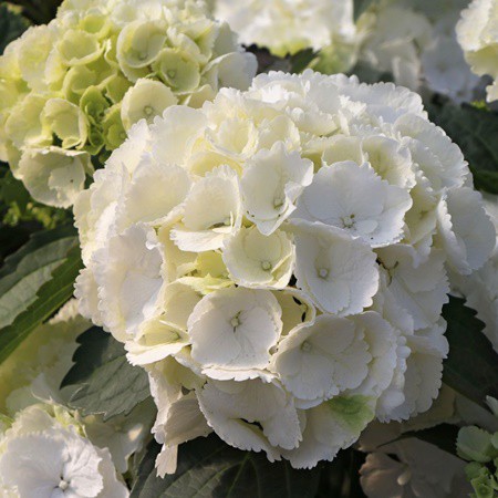 Kerti hortenzia 'Schneeball'