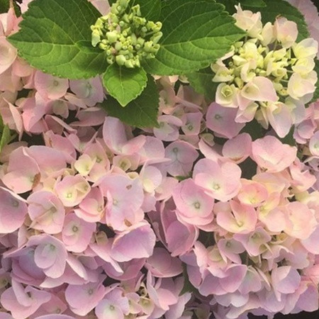 Kerti hortenzia 'Sonnenstein' 