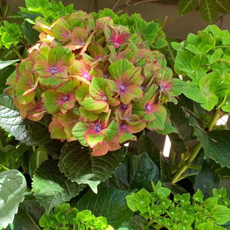 Kerti hortenzia 'Rembrant Vibrant Verde' 