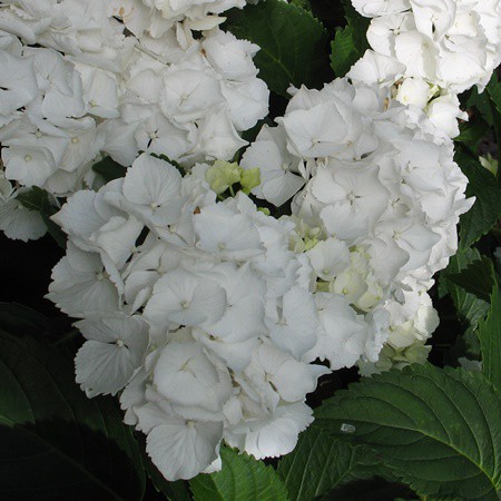 Kerti hortenzia 'White Schneeball'