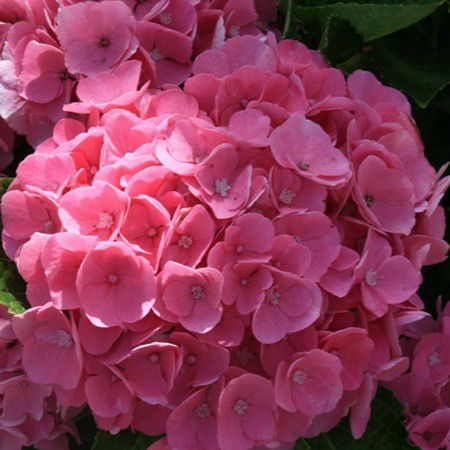 Kerti hortenzia 'Magical Opal Xian' Rose
