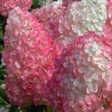 Bugás hortenzia 'Mega Mindy'