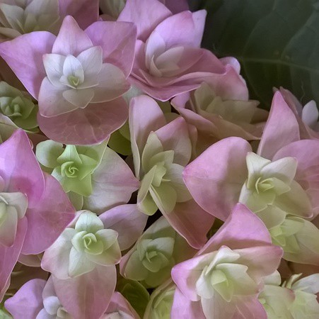 Duplaszirmú kerti hortenzia lila 'Romance'