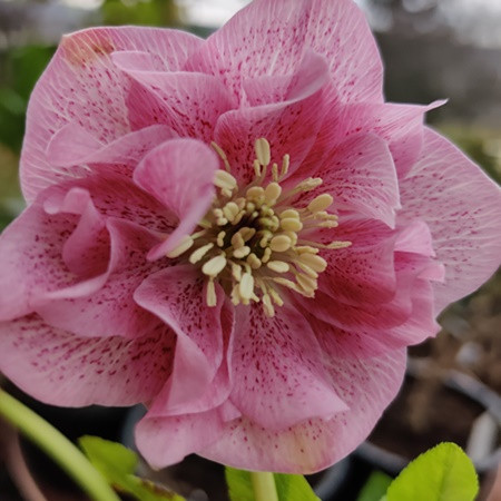 Hunyor 'Double Rose'