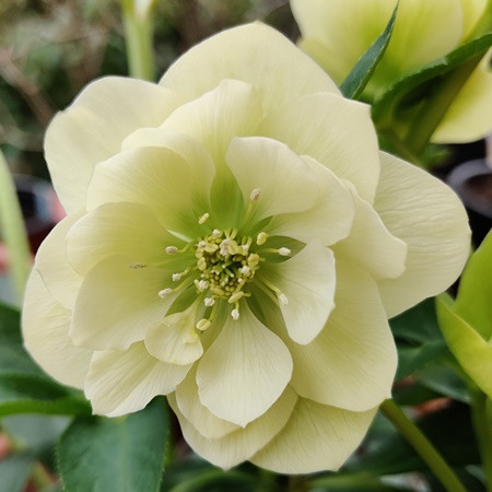 Hunyor 'Double Yellow'	