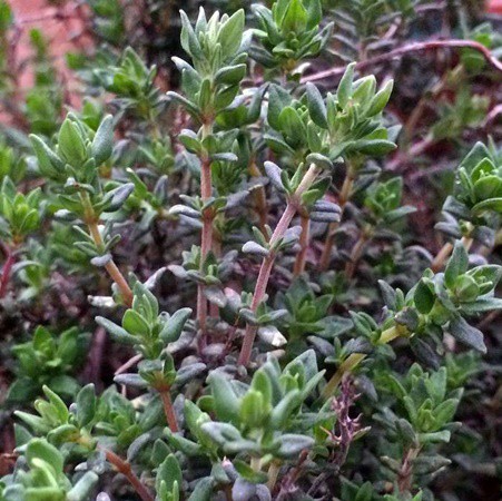 Kakukkfű narancsillatú 'Fragrantissimus Orange' NEM szépséghibás