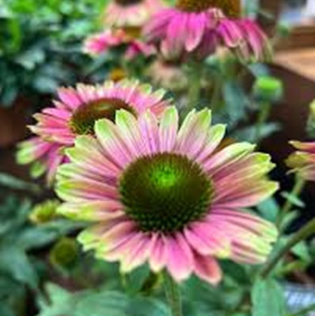 Kasvirág 'Pink Lemonade'