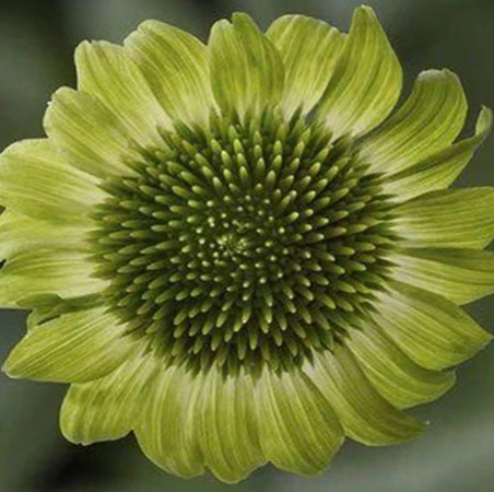 Kasvirág 'Prairie Blaze Green'