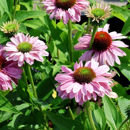 Kasvirág 'Sunseekers Blush'