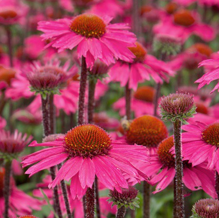 Kasvirág 'Pale Purple'