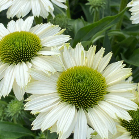 Kasvirág 'SunSeekers White Beauty' 