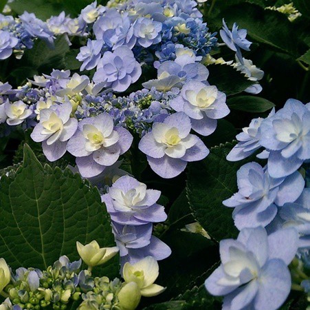 Duplaszirmú kerti hortenzia kék 'Forever'