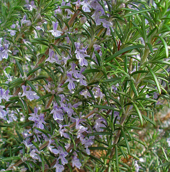 Rozmaring 'Winter Blue'