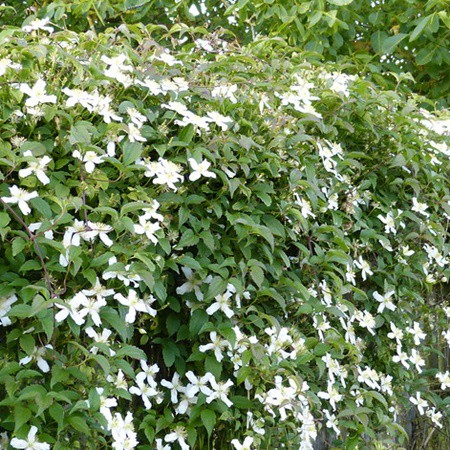 Klematisz/iszalag 'Wilsonii'
