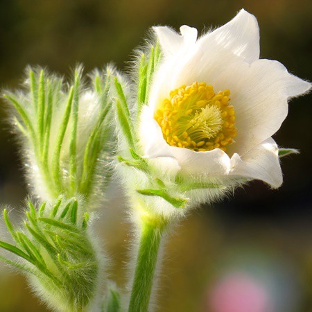 Kökörcsin 'Pinwheel White'