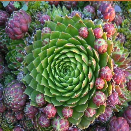 Kövirózsa 'Green Globe'