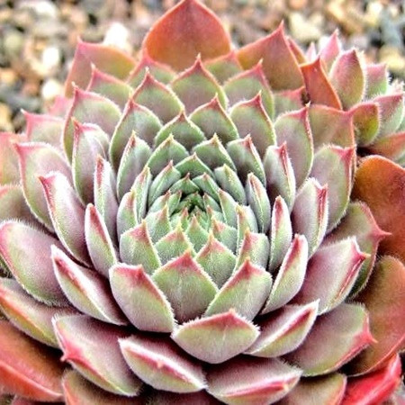 Kövirózsa 'Rosa Mädchen'