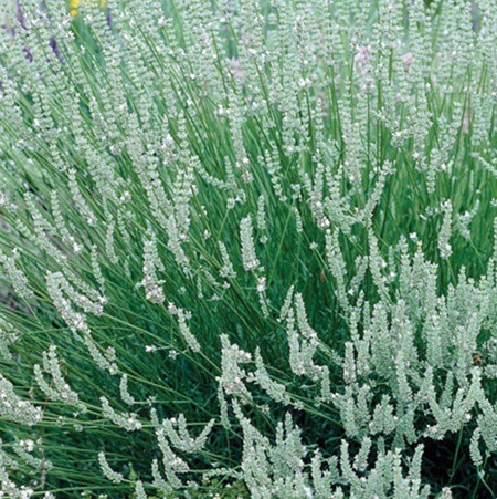 Levendula x 'Edelweiss'