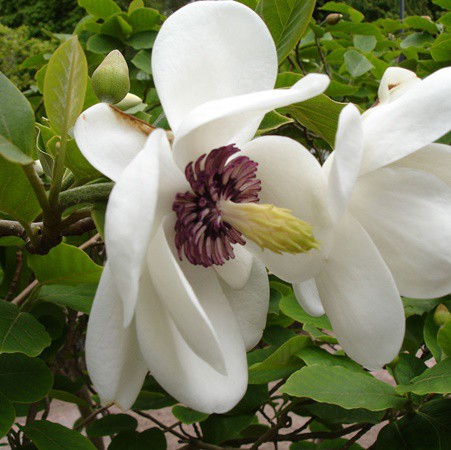 Nyáron virágzó liliomfa 'Oyama'