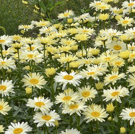 Margaréta 'Banana Cream'