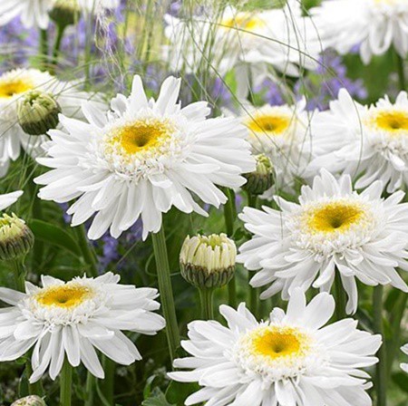 Margaréta  'Sunny Side Up'