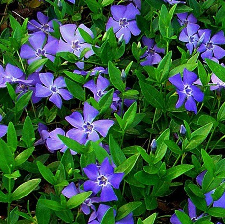 Örökzöld meténg 'Flower Power'